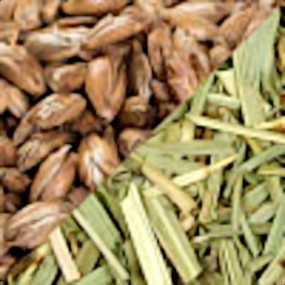 orkisz-trawa.jpg